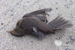 Blackbird   Turdus merula