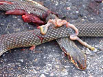 Large Whip Snake   Coluber caspius
