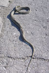 Montpellier Snake   Malpolon monspessulanus fuscus