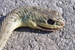 Montpellier Snake   