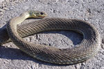 Montpellier Snake   Malpolon monspessulanus fuscus