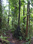 Rainforest Aerial Tram Atlantic    