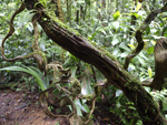 Rainforest Aerial Tram Atlantic    