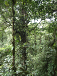 Rainforest Aerial Tram Atlantic    