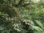 Rainforest Aerial Tram Atlantic    