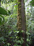 Rainforest Aerial Tram Atlantic    