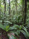 Rainforest Aerial Tram Atlantic    