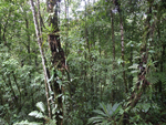 Rainforest Aerial Tram Atlantic    