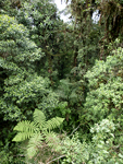 Rainforest Aerial Tram Atlantic    