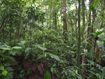 Rainforest Aerial Tram Atlantic    