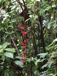 Rainforest Aerial Tram Atlantic    