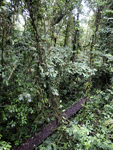 Rainforest Aerial Tram Atlantic    