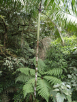 Rainforest Aerial Tram Atlantic    