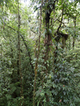 Rainforest Aerial Tram Atlantic    