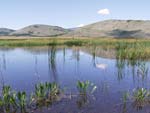 Aldomirovtsi Marsh   