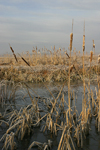 Aldomirovtsi Marsh    