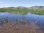  Aldomirovtsi Marsh   