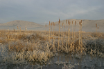 Aldomirovtsi Marsh    