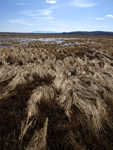 Aldomirovtsi Marsh    