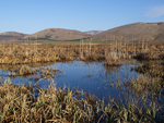 Aldomirovtsi Marsh    