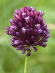 Allium rotundum    Allium rotundum