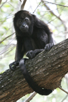 Mantled Howler    Alouatta palliata