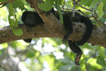 Mantled Howler    Alouatta palliata