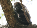 Mantled Howler    Alouatta palliata