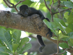 Mantled Howler    