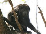 Mantled Howler    