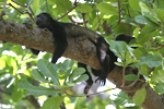 Mantled Howler    Alouatta palliata