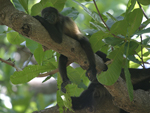 Mantled Howler    Alouatta palliata