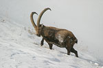 Алпийски козирог   Capra ibex