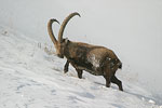 Ibex   