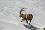 Ibex   Capra ibex