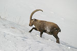 Ibex   Capra ibex