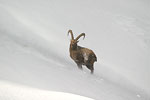     Capra ibex