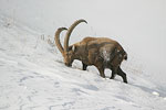 Ibex   Capra ibex