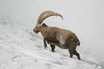 Ibex   Capra ibex