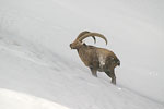     Capra ibex