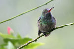 Rufous-tailed Hummingbird    Amazilia tzacatl