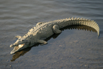      Crocodylus acutus