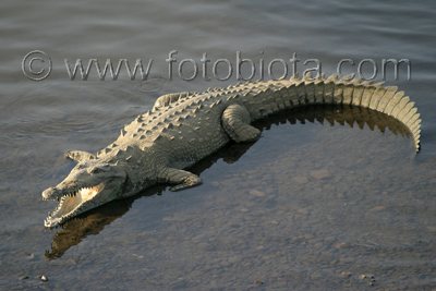      Crocodylus acutus