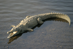 Остромуцунест крокодил    