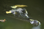 American Crocodile    Crocodylus acutus