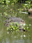 American Crocodile    