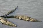 American Crocodile    