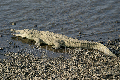      Crocodylus acutus