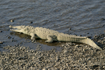 American Crocodile    Crocodylus acutus