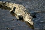 American Crocodile    
